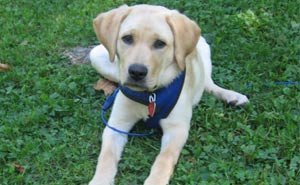 Yellow lab in blue harness laying on grass