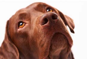 chocolate lab's face