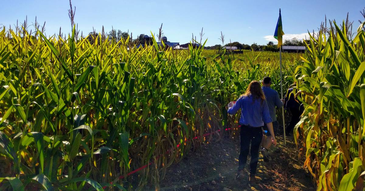 two people going through a corn maze