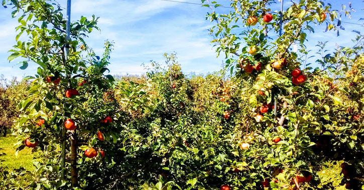 apple trees