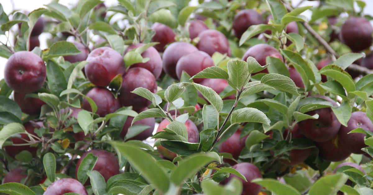dark red apples on a tree