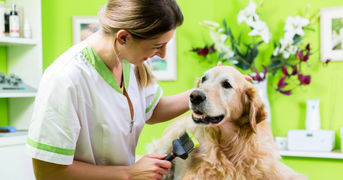 woman grooming a dog