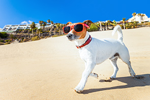 Jack russelle terrier wearing sunglasses whil walking on the beach