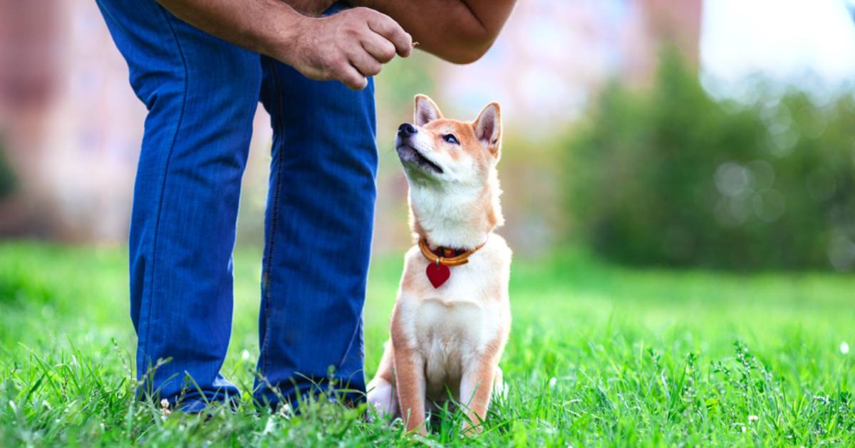 dog training with treat