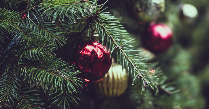 choose cut your own christmas tree in the clifton park area close up christmas tree